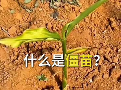 什么是僵苗？ ()