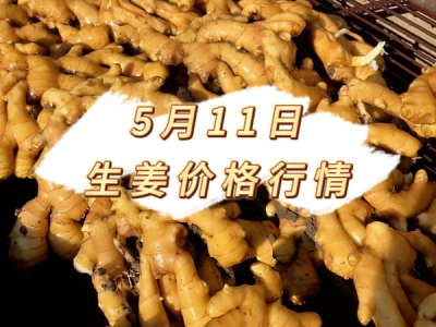 5月11日 生姜价格行情 ()