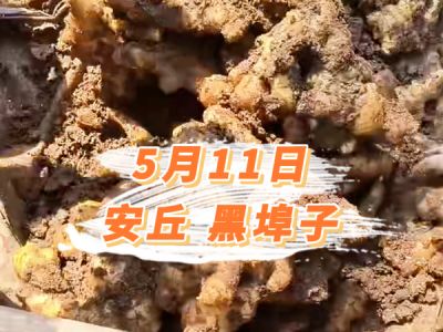 5月11日 安丘黑埠子价格行情 ()
