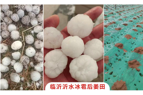 沂水突降冰雹 强对流袭田间 ()