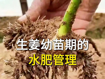 生姜幼苗期的水肥管理 ()