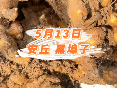 5月13日 安丘黑埠子价格行情 ()