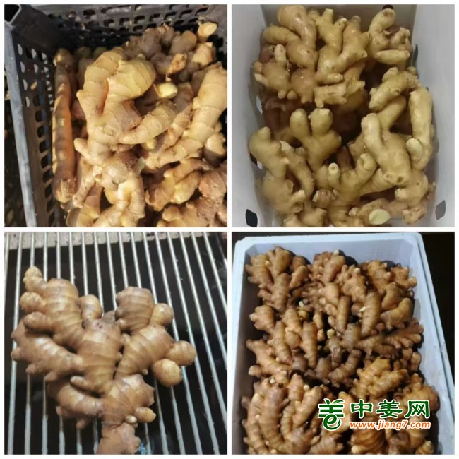 何田玉1