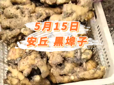 5月15日 安丘黑埠子价格行情 ()