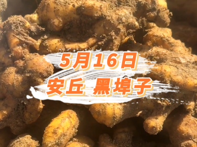 5月16日 安丘黑埠子价格行情 ()