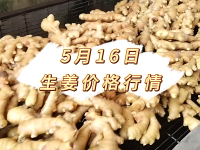 5月16日 生姜价格行情 ()