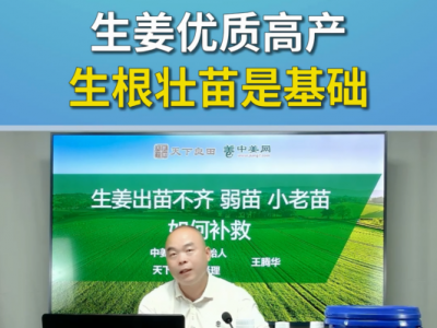 生姜优质高产生根壮苗是基础 ()