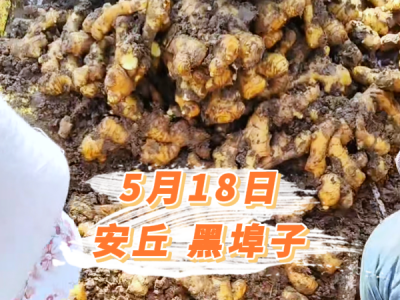5月18日 安丘黑埠子价格行情 ()