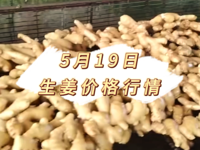 5月19日 生姜价格行情 ()