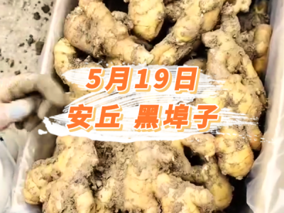 5月19日 安丘黑埠子价格行情 ()