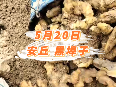 5月20日 安丘黑埠子价格行情 ()
