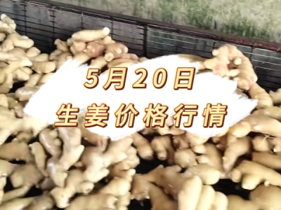 5月20日 生姜价格行情 ()