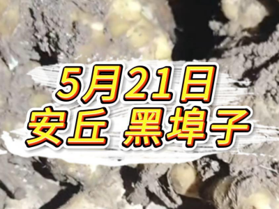 5月21日 安丘黑埠子价格行情 ()