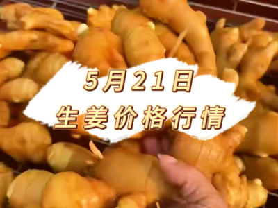 5月21日 生姜价格行情 ()