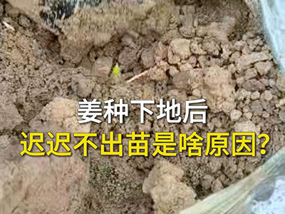 姜种下地后迟迟不出苗是啥原因？ ()