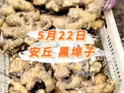 5月22日 安丘黑埠子价格行情 ()