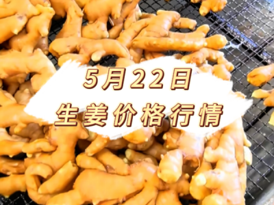 5月22日 生姜价格行情 ()