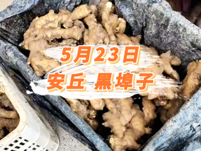 5月23日 安丘黑埠子价格行情 ()