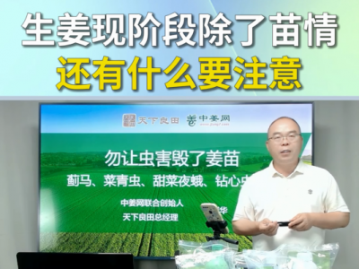 生姜现阶段除了苗情还有什么要注意？ ()