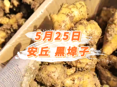 5月25日 安丘黑埠子价格行情 ()