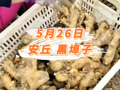 5月26日 安丘黑埠子价格行情 ()