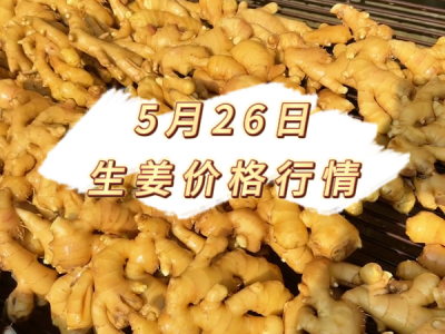 5月26日 生姜价格行情 ()