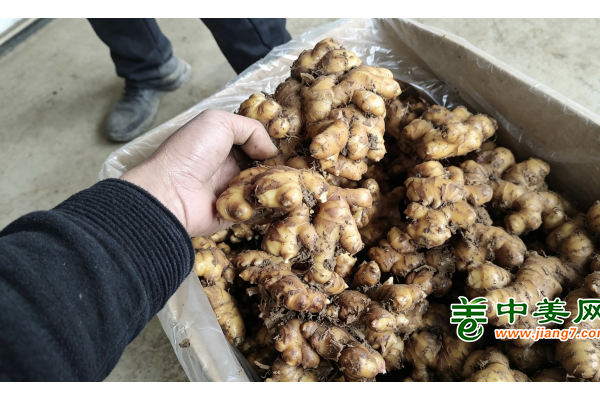 看懂生姜两极行情，把握拐点才能赚稳钱 ()