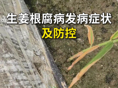生姜根腐病发病症状及防控 ()