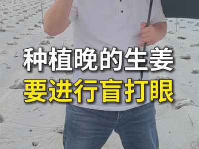 种植晚的生姜要进行盲打眼 ()