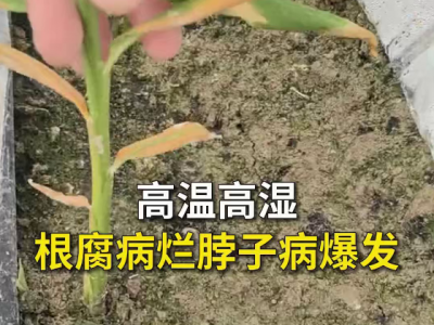 高温高湿根腐病烂脖子病爆发 ()