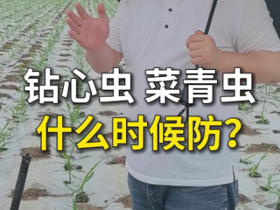 钻心虫、菜青虫什么时候防？ ()