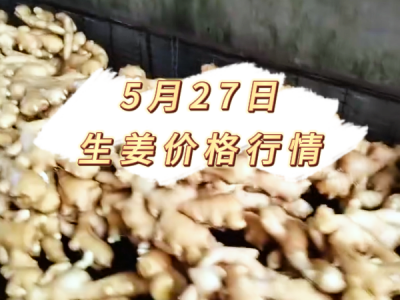 5月27日 生姜价格行情 ()