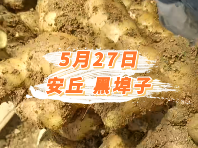 5月27日 安丘黑埠子价格行情 ()