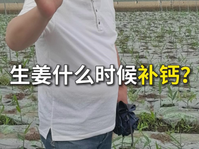 生姜什么时候补钙？ ()