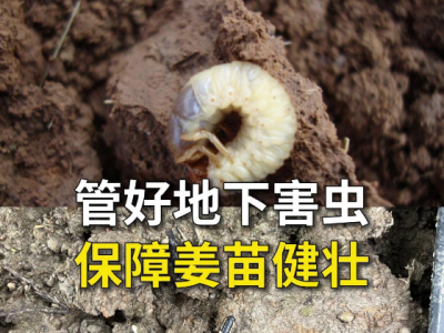 管好地下害虫保障姜苗健壮 ()