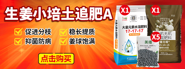 生姜小培土追肥