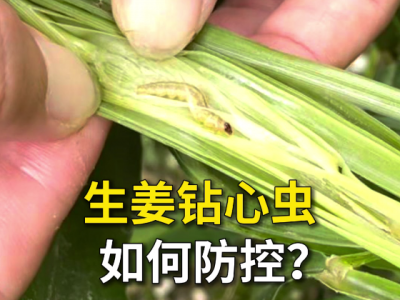 生姜钻心虫如何防控？ ()