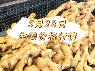 5月28日 生姜价格行情 ()