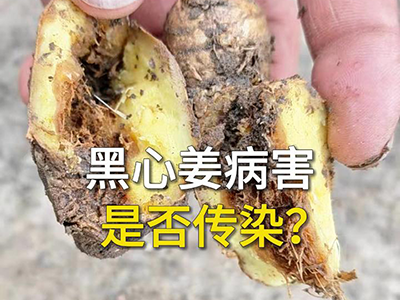 黑心姜病害是否传染？ ()