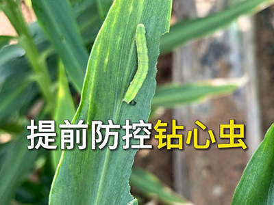 提前防控钻心虫 ()