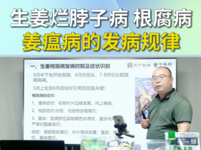 生姜烂脖子病根腐病姜瘟病的发病规律 ()