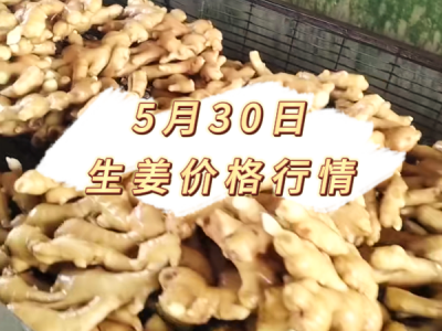 5月30日 生姜价格行情 ()