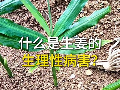 什么是生姜的生理性病害？ ()
