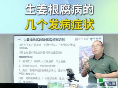 生姜根腐病的几个发病症状 ()