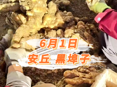 6月1日 安丘黑埠子价格行情 ()