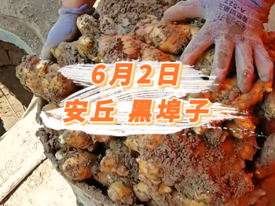 6月2日 安丘黑埠子价格行情 ()