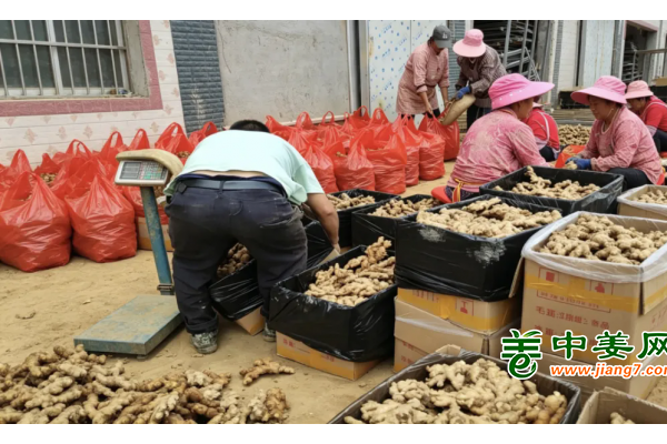 姜价一路走低，真怪大环境？ ()
