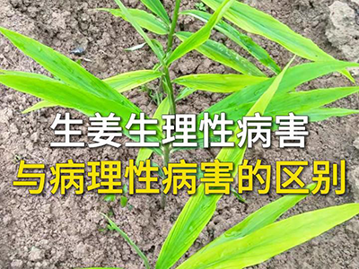 生姜生理性病害与病理性病害的区别 ()
