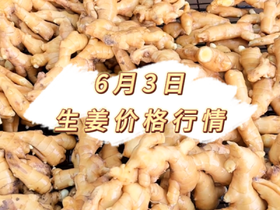 6月3日 生姜价格行情 ()