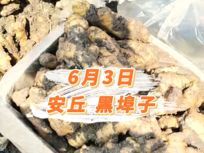 6月3日 安丘黑埠子价格行情 ()